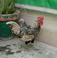 Silver Sebright Bantam Fancy Pair