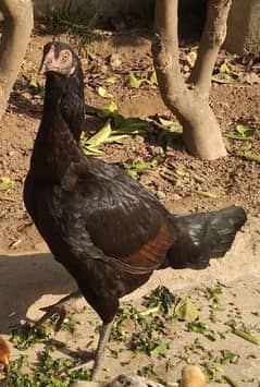 Aseel mianwali Hens