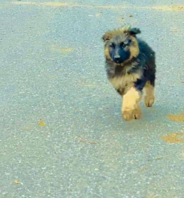 Top quality  German Shepherd puppy  for sale WhatsApp 03287625932 3