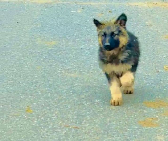 Top quality  German Shepherd puppy  for sale WhatsApp 03287625932 4