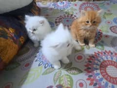 Persian kittens