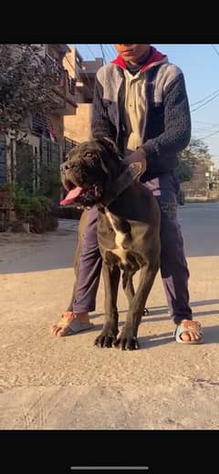 cane corso female