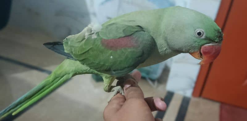 pahari parrot 0