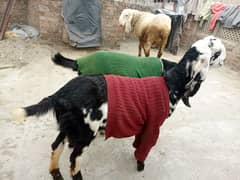 Female Desi Bakri