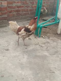 Desi Murga Ghar ka Pala howa Breeder Full Ready 1 year + age