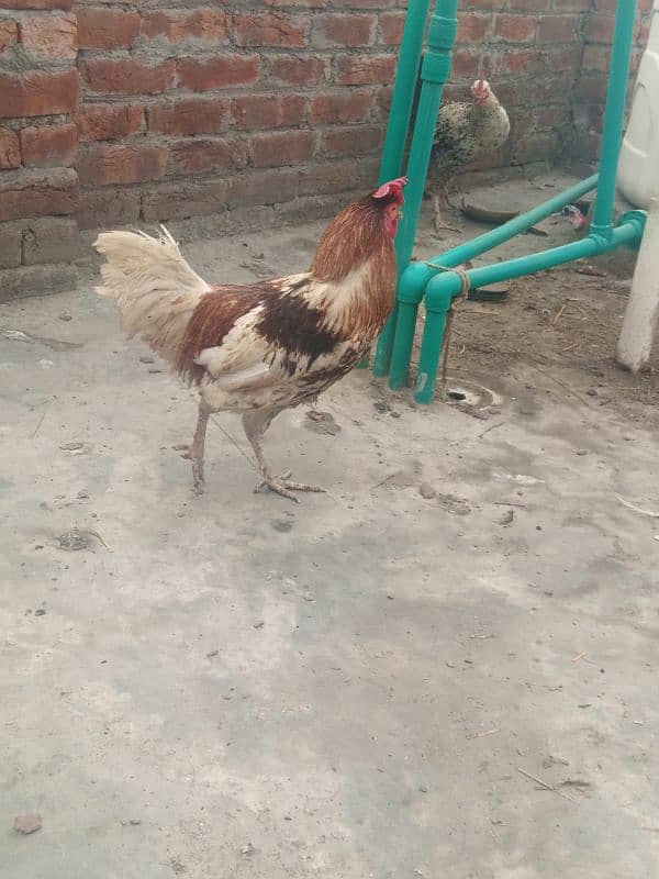 Desi Murga Ghar ka Pala howa Breeder Full Ready 1 year + age 0