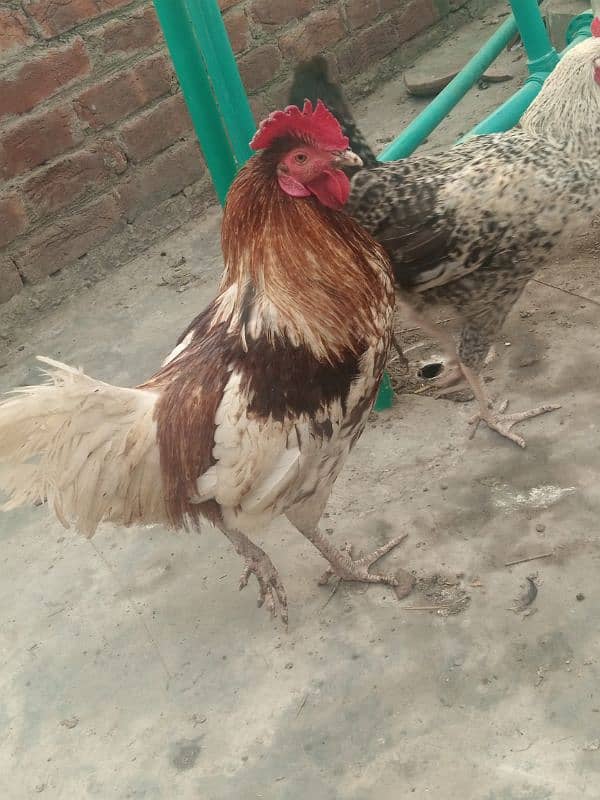 Desi Murga Ghar ka Pala howa Breeder Full Ready 1 year + age 1