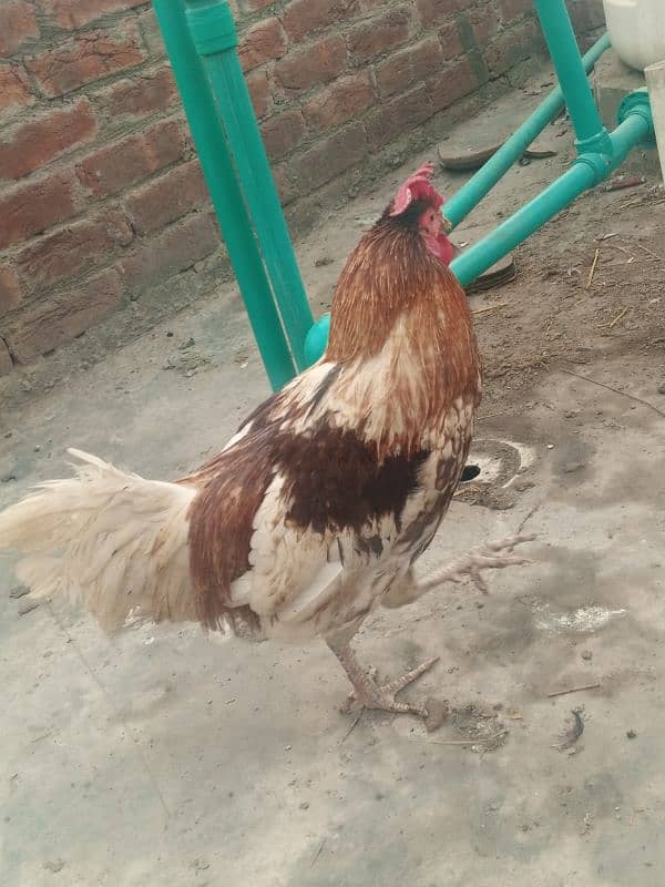 Desi Murga Ghar ka Pala howa Breeder Full Ready 1 year + age 2