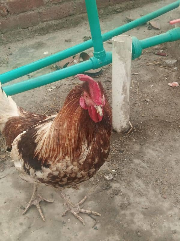 Desi Murga Ghar ka Pala howa Breeder Full Ready 1 year + age 4