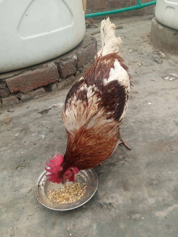 Desi Murga Ghar ka Pala howa Breeder Full Ready 1 year + age 8