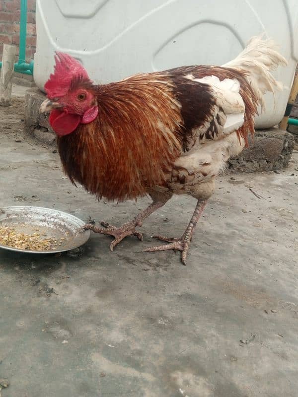 Desi Murga Ghar ka Pala howa Breeder Full Ready 1 year + age 9