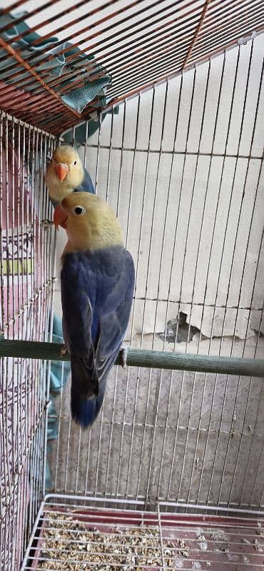 Lovebird Pair for Sale 0