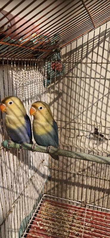 Lovebird Pair for Sale 1