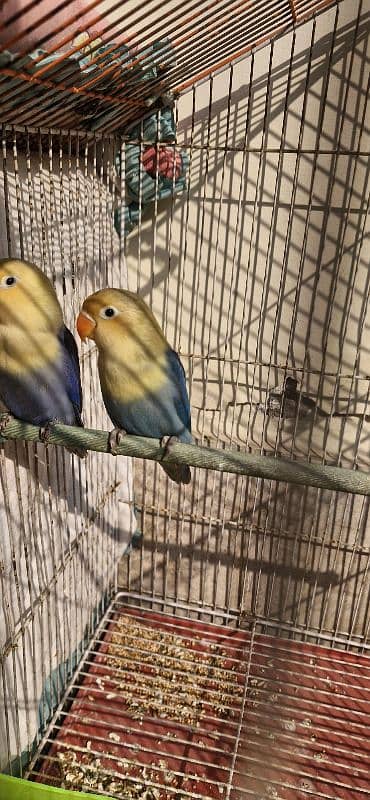 Lovebird Pair for Sale 2