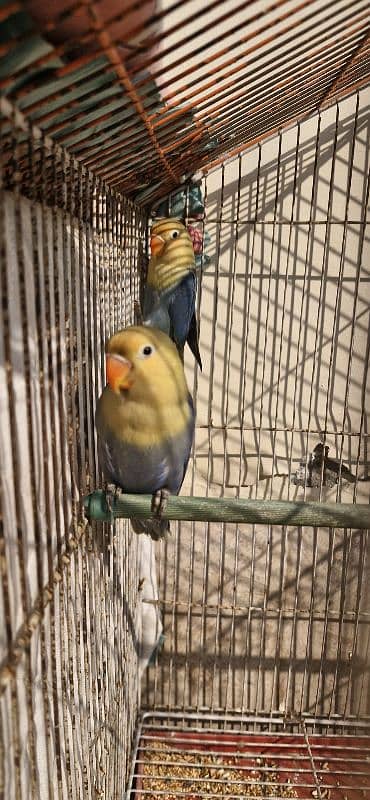 Lovebird Pair for Sale 4