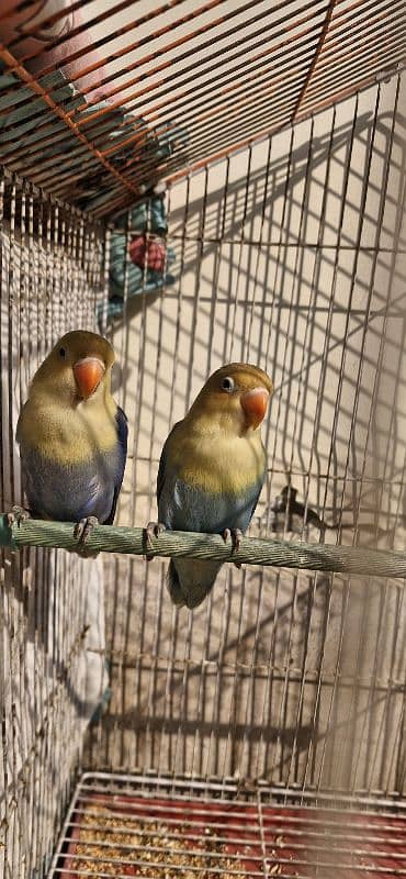 Lovebird Pair for Sale 6