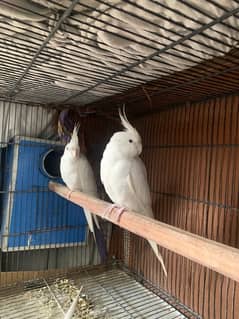 Red Eyed White Cocktaiel Pair with Cage