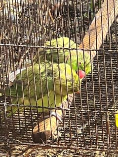 Parrot pair full active conferm breeding