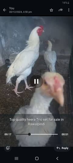 Heera breeder for sale  wattup 0346 5393098