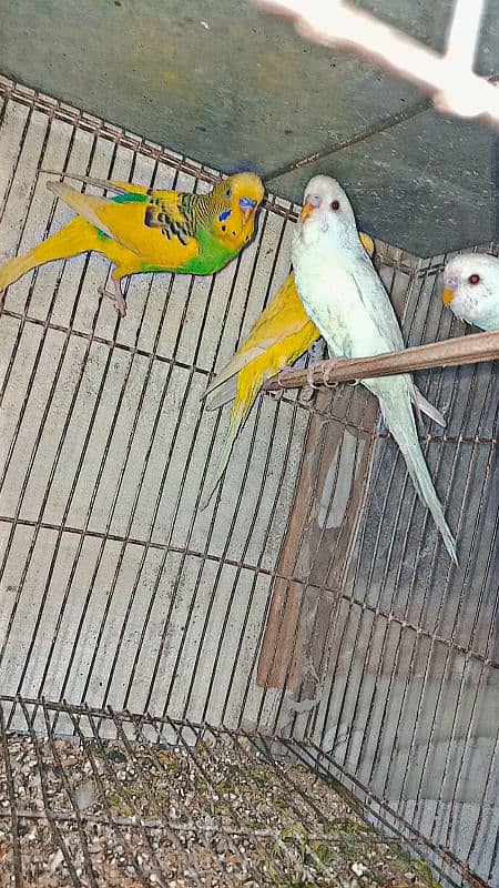 red eyes budgies male and black eyes budgies 0