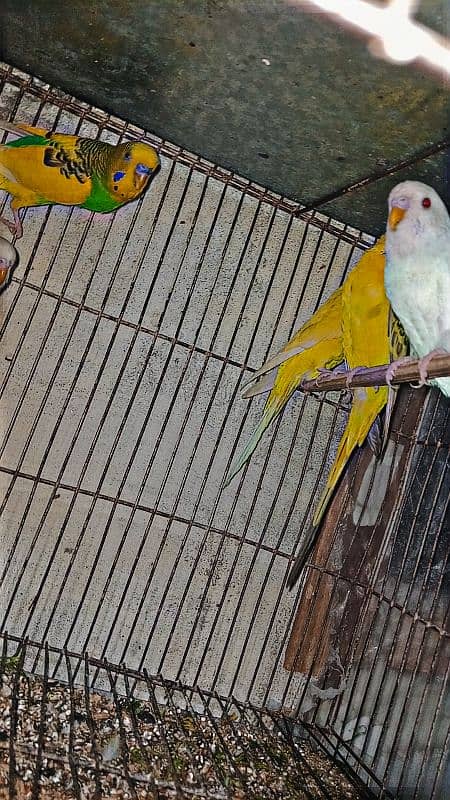 red eyes budgies male and black eyes budgies 2