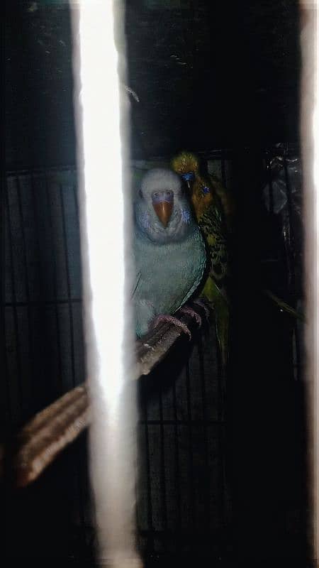 red eyes budgies male and black eyes budgies 3