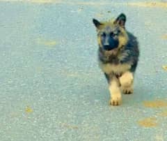 Top quality  German Shepherd puppy  for sale WhatsApp 03287625932