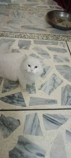 Persian Cat (male) for sale