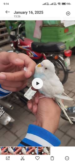 Australia parrot hand tame