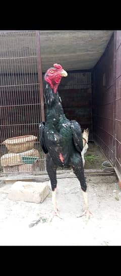 king shamo for sale in lhr long hight