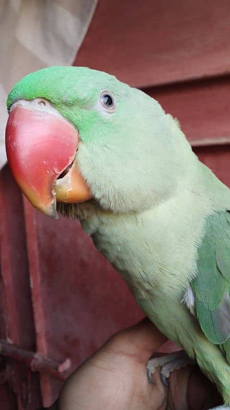 pahari parrot 0