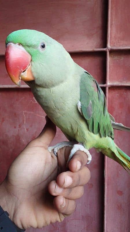 pahari parrot 1