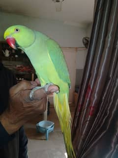 GREEN RINGNECK FACE TO FACE TALKING & HAND TAMED MALE