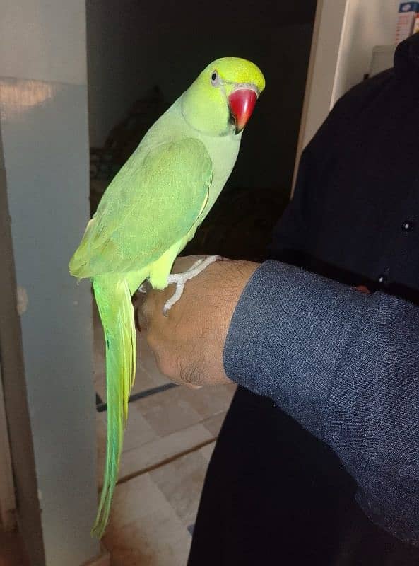 GREEN RINGNECK FACE TO FACE TALKING & HAND TAMED MALE 1