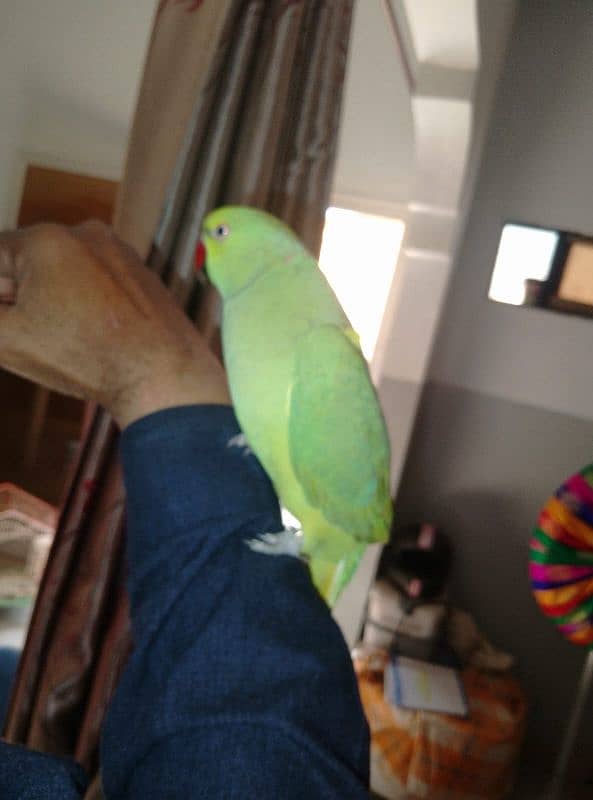 GREEN RINGNECK FACE TO FACE TALKING & HAND TAMED MALE 2