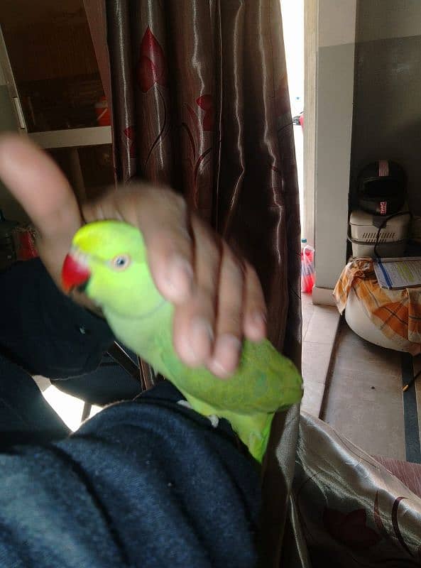 GREEN RINGNECK FACE TO FACE TALKING & HAND TAMED MALE 3