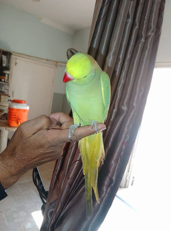 GREEN RINGNECK FACE TO FACE TALKING & HAND TAMED MALE 4