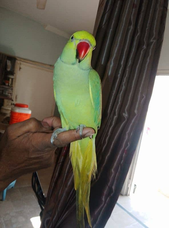 GREEN RINGNECK FACE TO FACE TALKING & HAND TAMED MALE 5