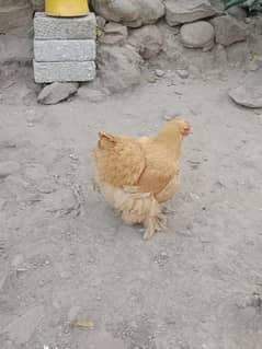 Heavy Buff Full Active and healthy hens for sale