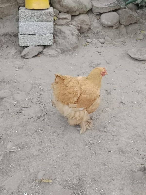 Heavy Buff Full Active and healthy hens for sale 0