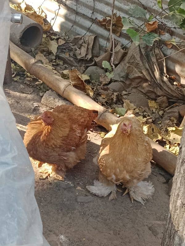 Heavy Buff Full Active and healthy hens for sale 1