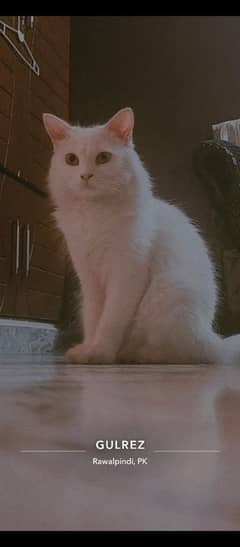 Persian cat