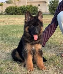 Top quality  German Shepherd puppy  for sale WhatsApp 03287625932