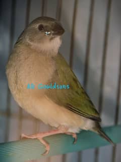 Gouldian Finch