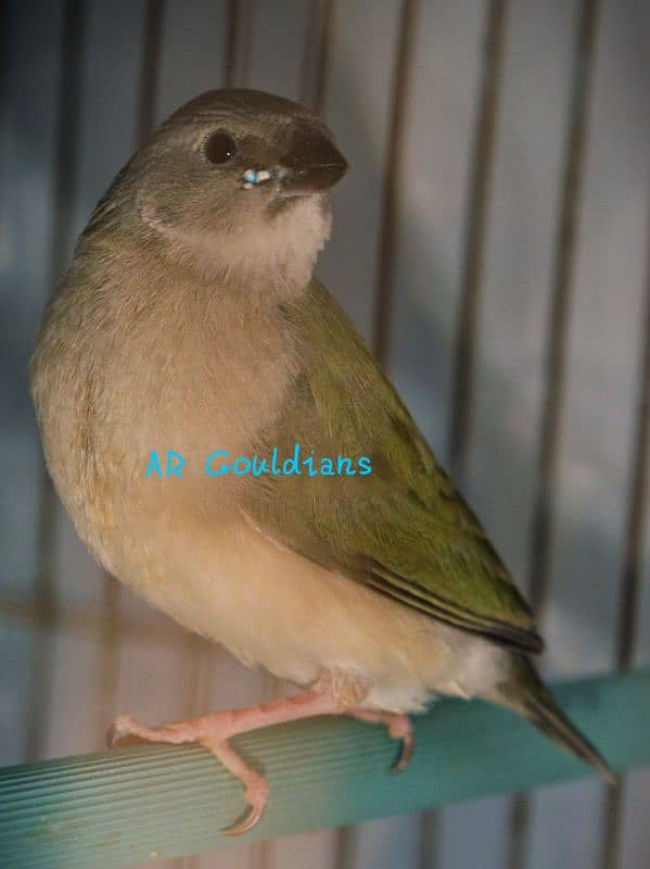 Gouldian Finch 0