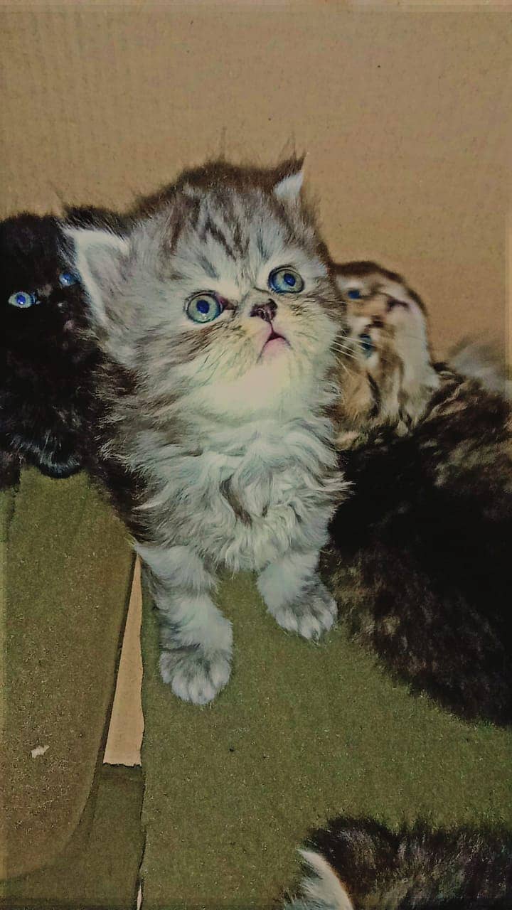 Persian kittens triple coated breed. . 1 month 0