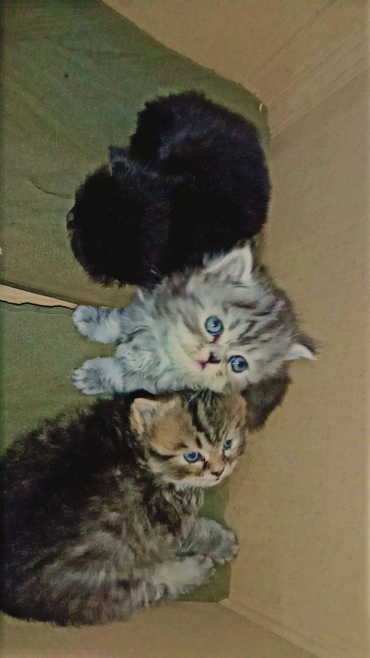 Persian kittens triple coated breed. . 1 month 1