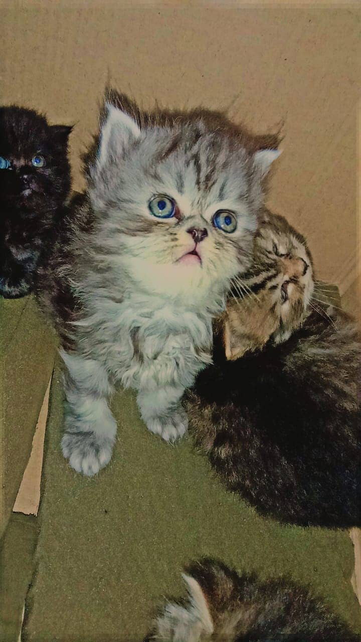 Persian kittens triple coated breed. . 1 month 2