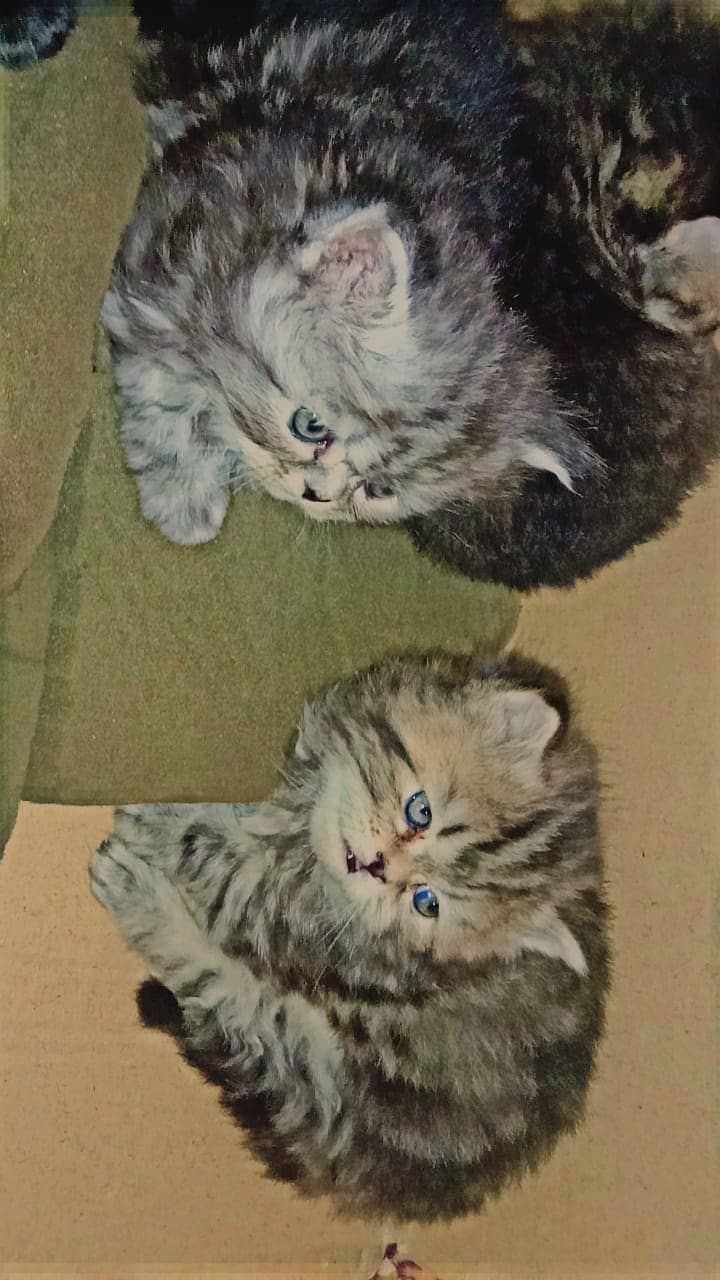 Persian kittens triple coated breed. . 1 month 3