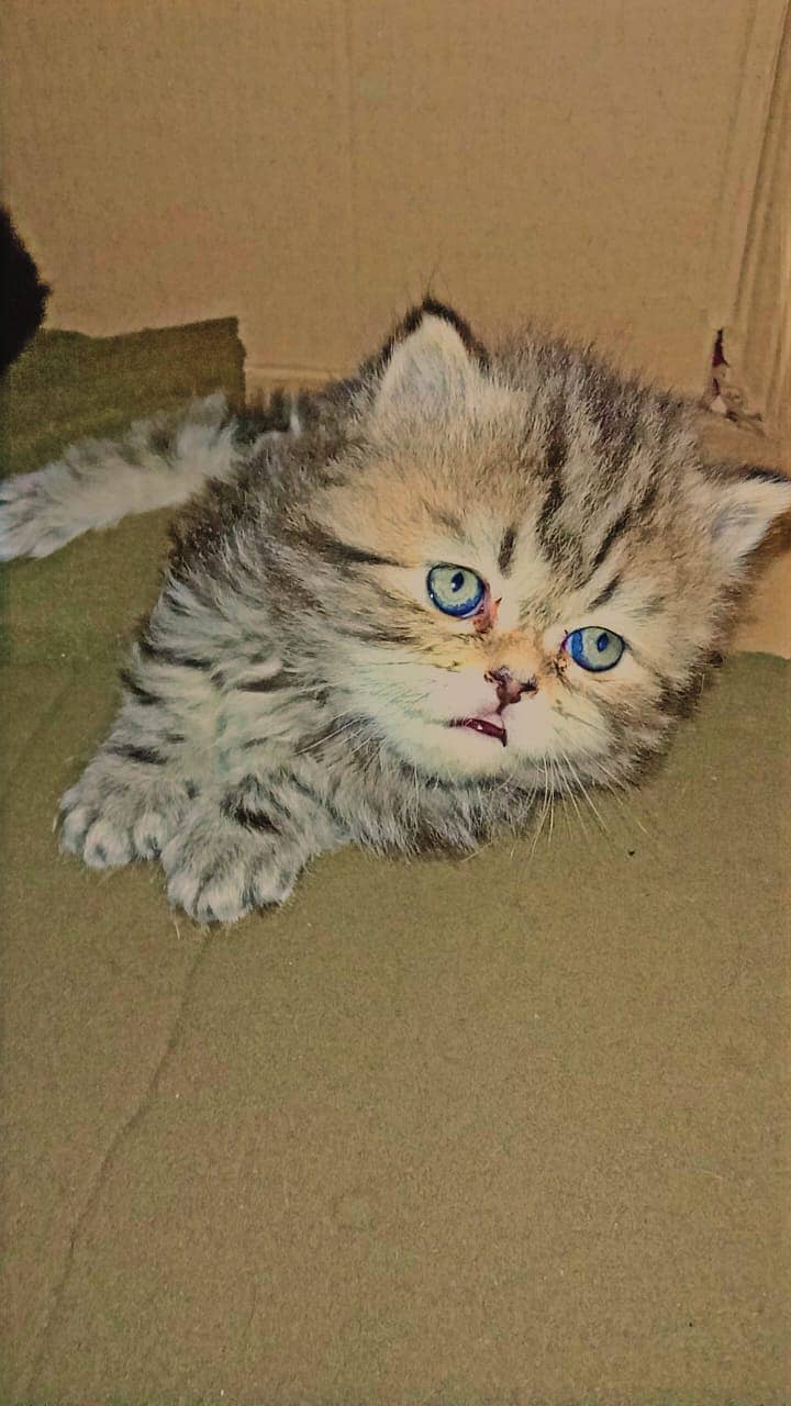 Persian kittens triple coated breed. . 1 month 4